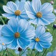 Blue Cosmos Seeds