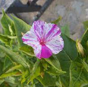 Mirabilis jalapa Four O'Clock Seeds
