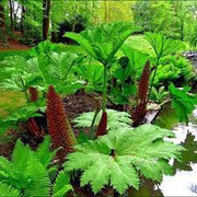 Giant Rhubarb Seeds, Herbal