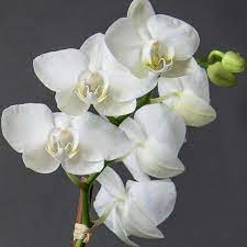 White Phalaenopsis Orchid Seeds