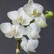 White Phalaenopsis Orchid Seeds