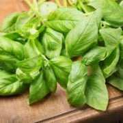 Italian Classic Ocimum Basilicum Basil Seeds, Herbal