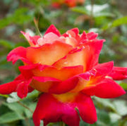 Yellow Red Climbing Rosa spp. Seeds
