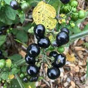 Huckleberry Seeds