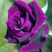 Pink Dark Violet Rosa spp. Seeds