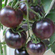 Mixed Black Tomato Seeds