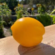 Lemon Tree Tomato Seeds
