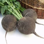 Grey Radish Seeds