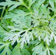 Artemisia Absinthium Wormwood Seeds, Herbal