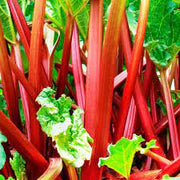 Rhubarb Seeds - For Home Gardens Seeds