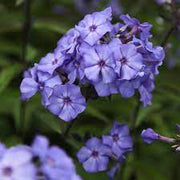 Phlox Seeds - for Home Gardens Seeds