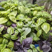 Mix Basil Seeds, Herbal