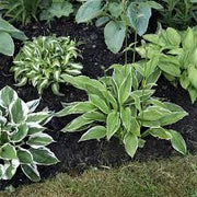 Hosta Seeds