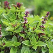 Anise Persian Basil Seeds, Herbal