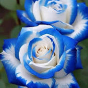 Blue & White Rosa spp. Seeds