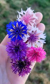 Pastel Mix Bachelor Buttons Seeds