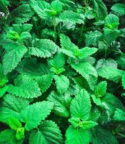 Culinary Mint Seeds