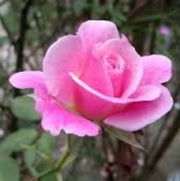 Baby Pink Dragon Rosa spp. Seeds