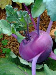 Purple Seeds, Brassica oleracea var. gongylodes