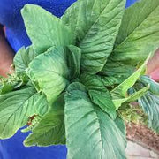 Jamaican Callaloo Seeds