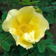 Yellow Hugo Rosa Seeds