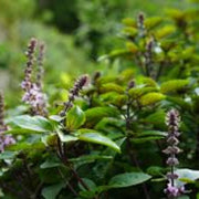 Aromatic Blue Basil Seeds, Herbal