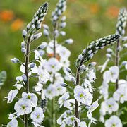 White Speedwell Veronica Seeds, Herbal