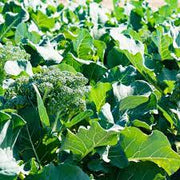 Gai Lan Broccoli Seeds