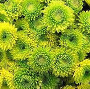 Light Green Aster Seeds