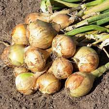 Sweet Onion Seeds