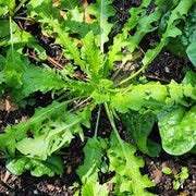 Ji Cai Shepherd's Purse Seeds, Herbal