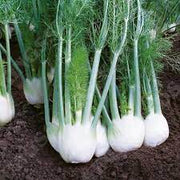 Common Fennel Seeds, Herbal