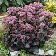 Pink Telephium Sedum Seeds