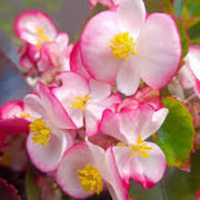Pink White Begonia Seeds