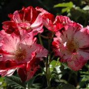Pink Red Climbing Rose Seeds