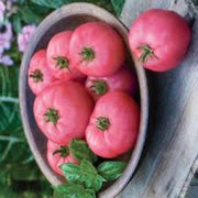 Pink Tomato Seeds