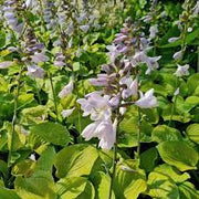 Hosta Seeds
