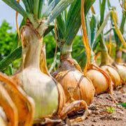 Sweet Onion Seeds