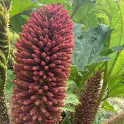 Giant Rhubarb Seeds, Herbal