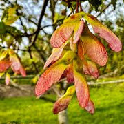 Sugar Maple Seeds, Herbal