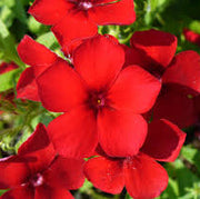 Red Phlox Seeds