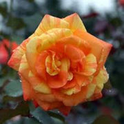 Orange Rainbow Rose Seeds