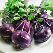 Purple Seeds, Brassica oleracea var. gongylodes
