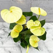 Light Yellow Anthurium Seeds