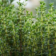 Thyme Seeds - Herbal Plant For Home Gardens Seeds