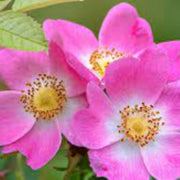 Wild Rose Rosa Laxa Seeds