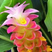 Wildflower Curcuma Seeds