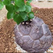Dioscorea Elephantipes Yam Seeds, Herbal