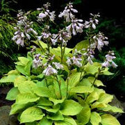 Hosta Seeds