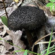 Black Mushroom Seeds